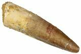 Fossil Spinosaurus Tooth - Real Dinosaur Tooth #298361-1